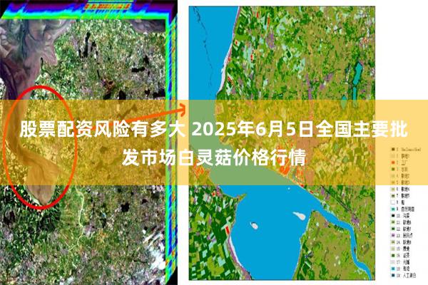 股票配资风险有多大 2025年6月5日全国主要批发市场白灵菇价格行情